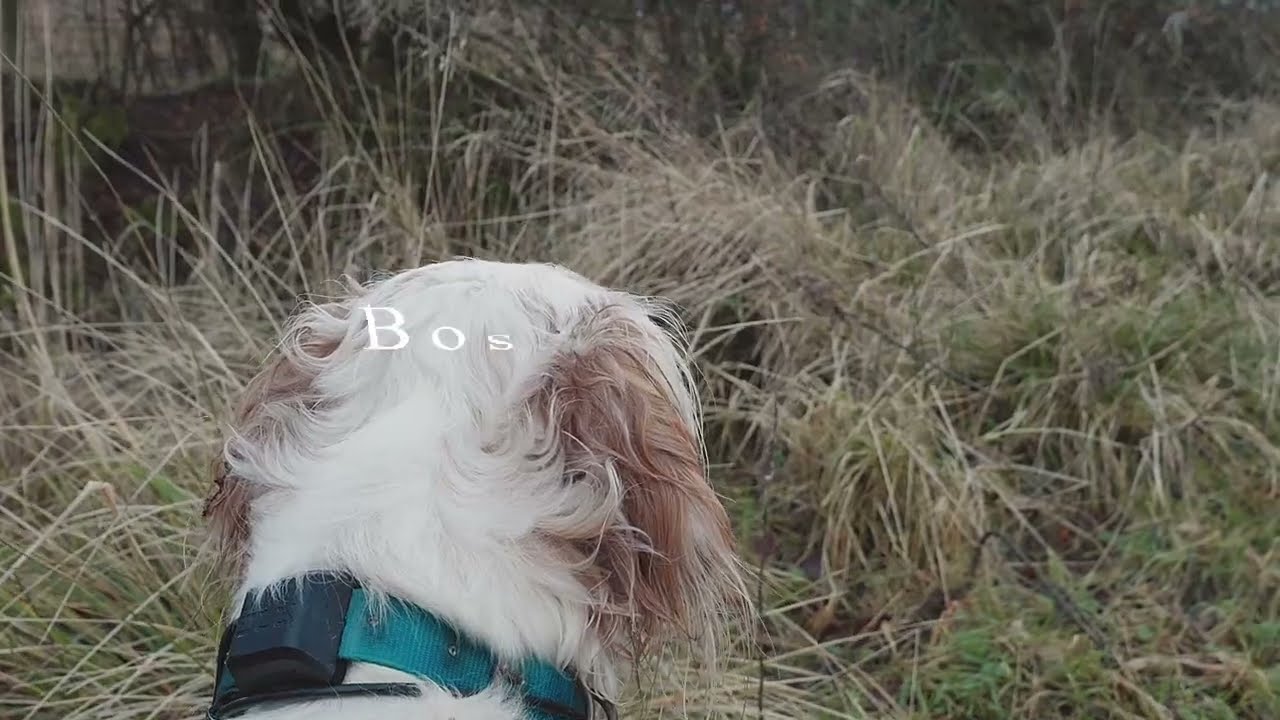 La Beccaccia ...forse come non l'avete mai 