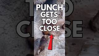 Punch Monkey Gets Too Close To Elder... Gentle Shake for Discipline!
