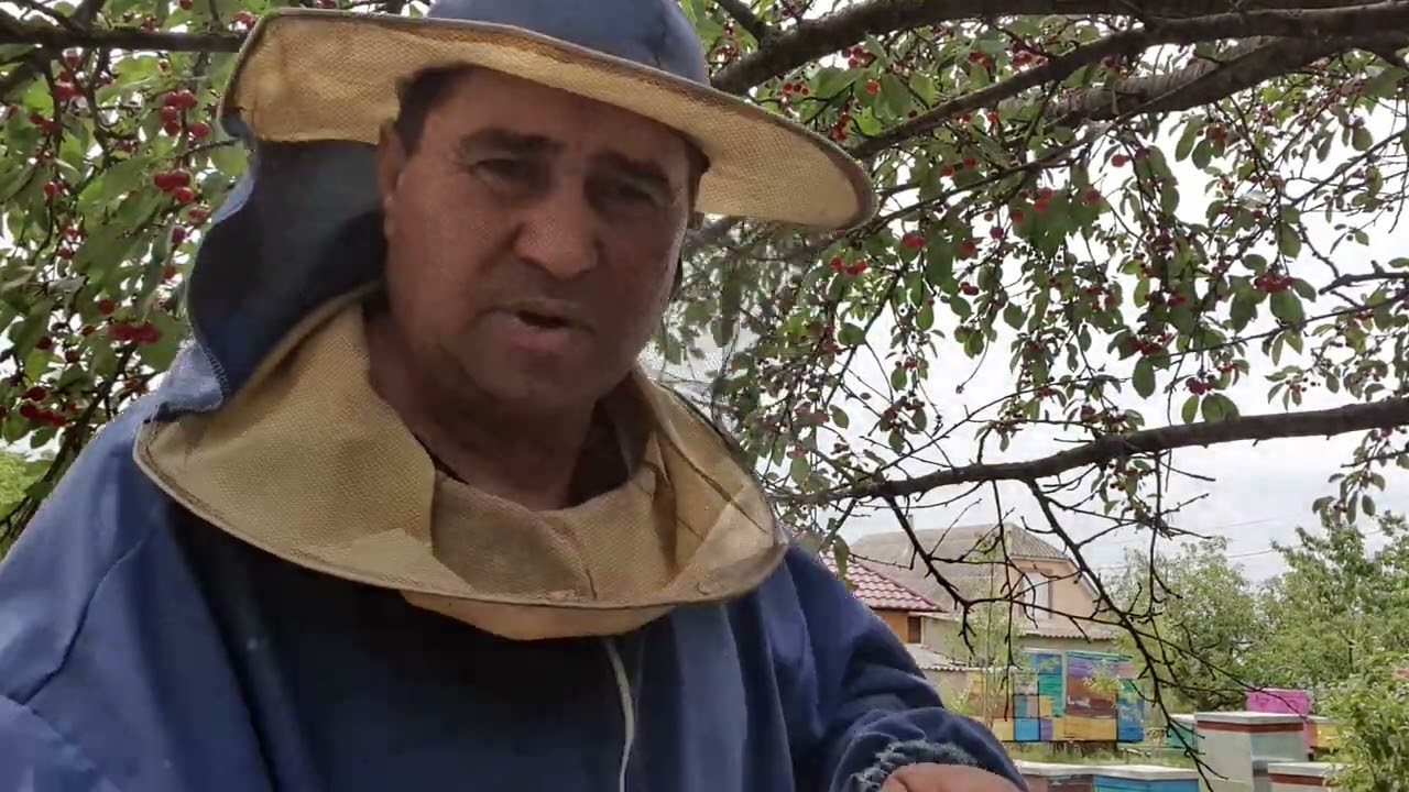 649.Tratament antivarroa.