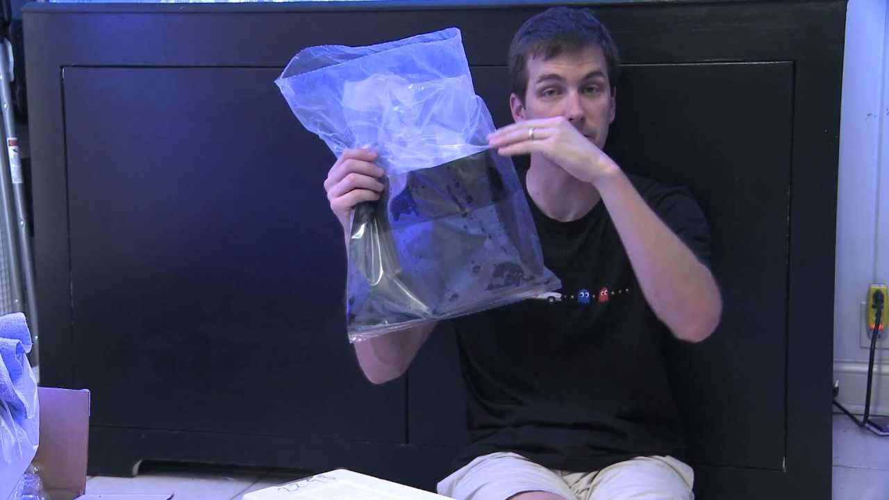 how to videos on tiktok Mr. Saltwater Tank TV Friday Am Quick Tip #82: Be Welcoming, But Not Lethal