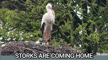 The Magical Stork / Storks are coming home/The fascinating Life of Stork/Migrating Bird Documentary