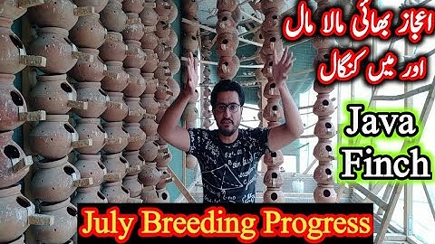 Java Finch Breeding Progress Result of July 2022 | Ejaz Bhai Faisalabad Breeding Setup | Java Finch