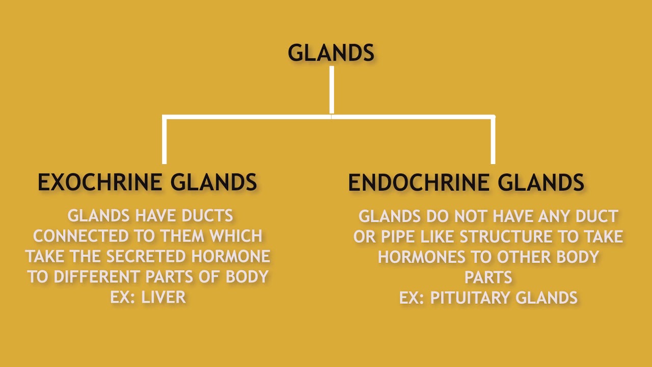 Hormones Secretion : Endocrine and Exocrine Glands. - YouTube