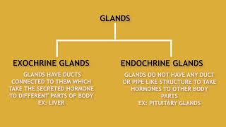 Hormones Secretion Endocrine And Exocrine Glands Youtube