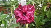 Elen S Adenium pluS