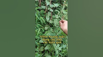 Viêm xoang, viêm mũi Dùng ngay cây cứt lợn