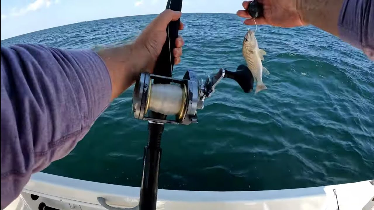 Dropping live croaker in the gulf of mexico for some dinner.