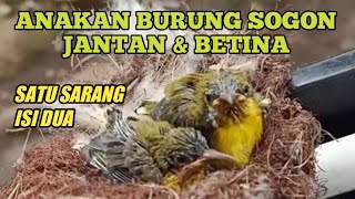 Cara paling gampang membedakan Jantan&Betina anakan sogok ontong