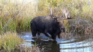 Moose in Grand Teton Nat Park by Casper Carver 313 views 7 years ago 58 seconds