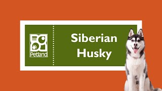 Siberian Husky Fun Facts by Petland Tulsa 39 views 3 months ago 1 minute, 4 seconds