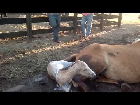 Vídeo: Como é Um Cavalo Dando à Luz