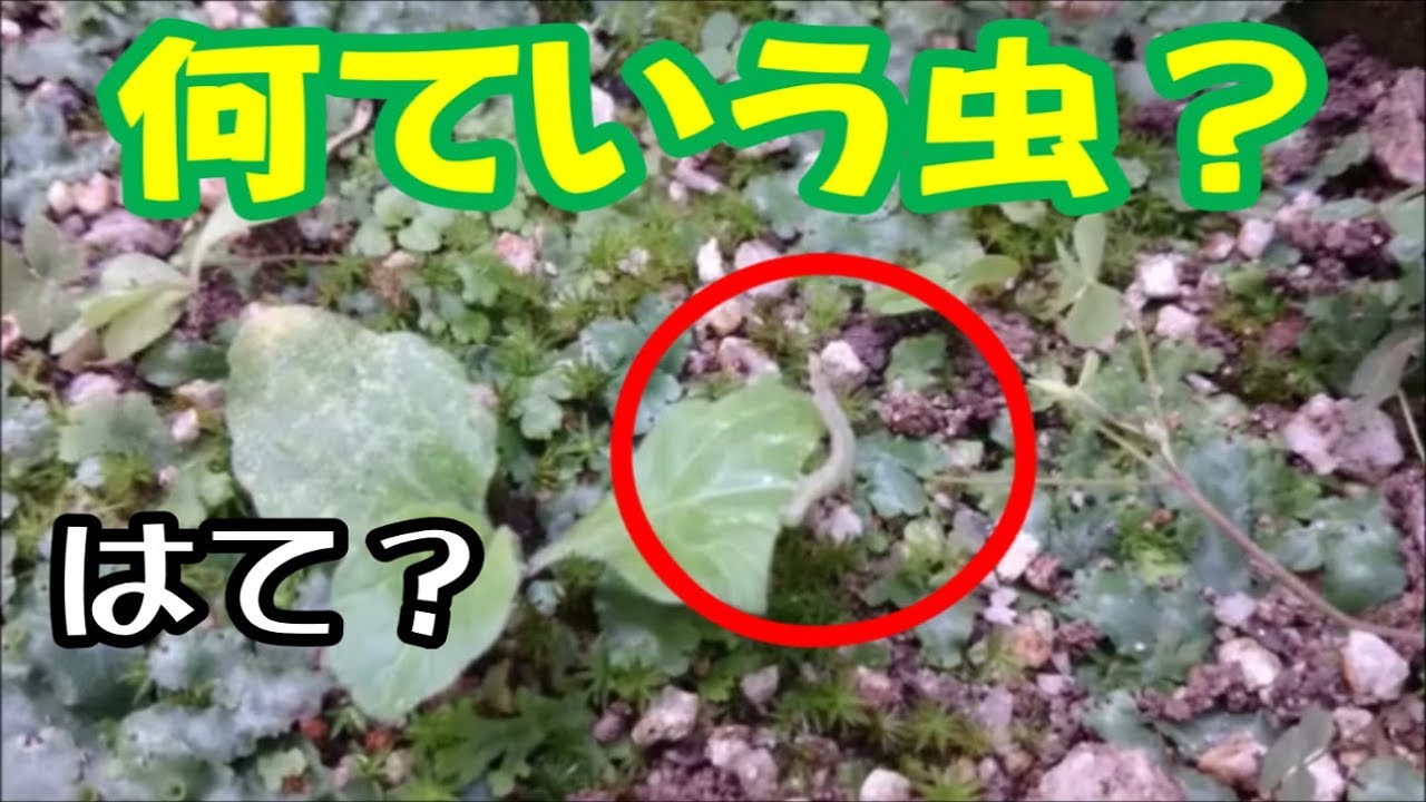 これは何という虫 キャベツとかレタスに潜んでいそうな虫 毛虫 青虫 蛾か蝶の幼虫 Youtube これは何という虫 キャベツとかレタスに潜んでいそうな虫 毛虫 青虫 蛾か蝶の幼虫 Youtube