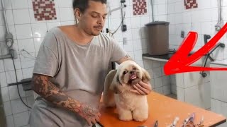 tosa bebê do shih tzu deixando a carinha fofa ,vídeo aula passo a passo.