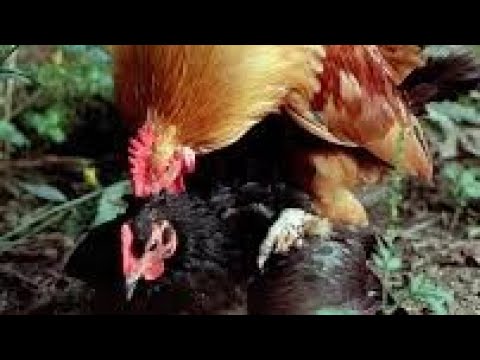 Chicken Breeding Process Compilation | #chicken #breeding