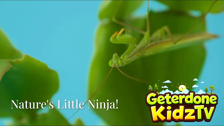 Meet the Praying Mantis: Nature's Little Ninja!