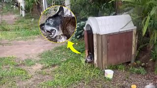 Tetanus and chained there, he tearfully  begged his owner not to do that to him by Animal Shelter 89,131 views 1 day ago 8 minutes, 20 seconds