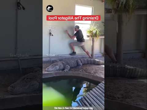 Smart Crocodile🐊 | Wait For End🤯🤯🤯 | Facts Tamizha_Facts Ulagam_Fact In Tamil_#shorts
