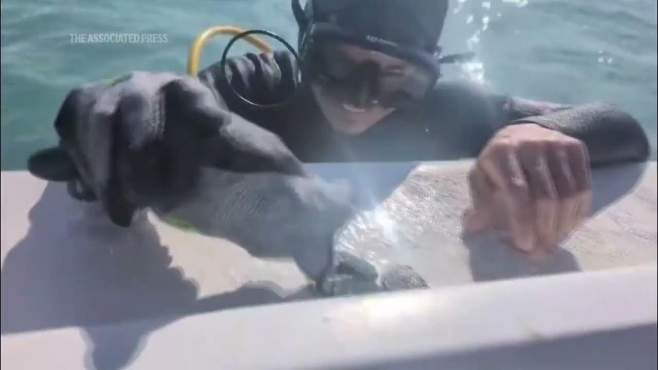 UNDERSEA TREASURE | Crew finds $1 million in treasure from 1700s shipwrecks