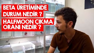 Beta üretiminde son durum - Halfmoon üretiminde halfmoon çıkma oranı nedir ?