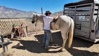 Grigio - 14 Year Old Gelding
