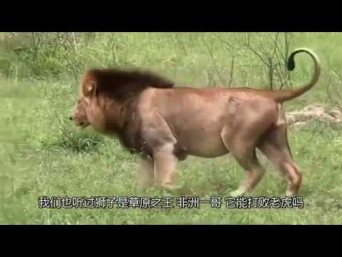 世界上哪些动物能战胜老虎网友狮子棕熊都能干掉它