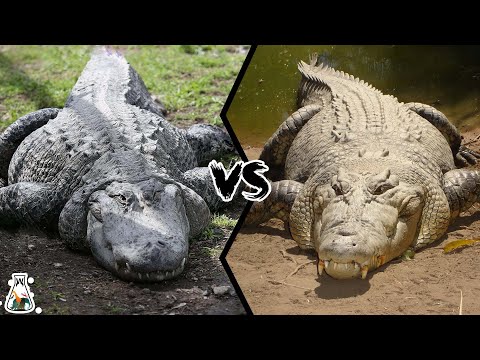 Video: Zijn alligators aardiger dan krokodillen?