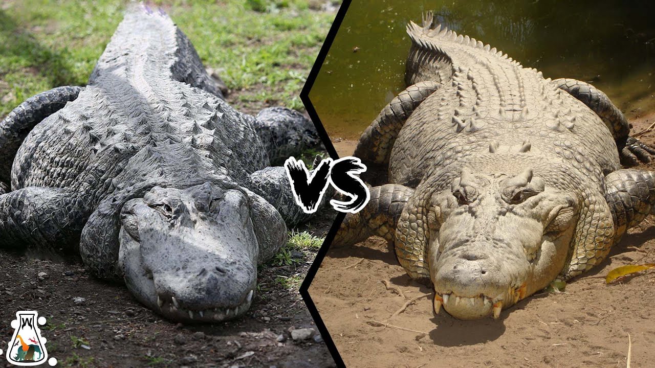 ALLIGATOR VS CROCODILE - Which is More Powerful? - YouTube