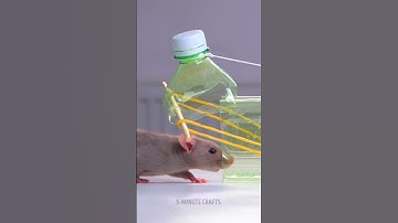 DIY Mouse Trap Using a Plastic Bottle! 🐭😲