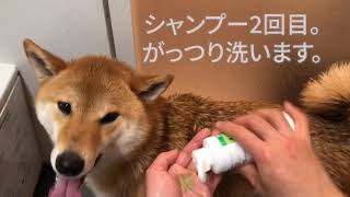 柴犬のおうちシャンプー（と肛門腺絞り）