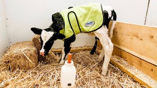 Bringing Home a Bottle Calf (or two) | Supplies You Need