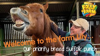 Rare Suffolk Punch 'Lily' Joins the Farm