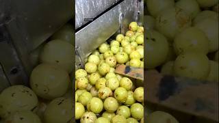 How To Make Amla Murabba 😱 #shortvideo #amla #murabba #sweet #food #factory #making