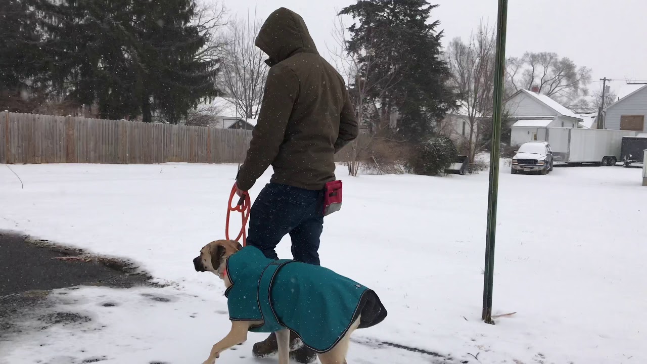 Blackmouth Cur Cat has session on the leash - YouTube