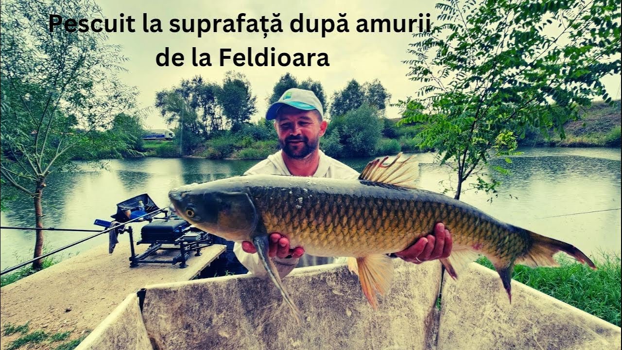 Pescuit la suprafata dupa amurii de pe balta Feldioara, judetul Arad.