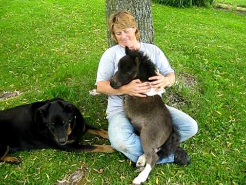Oreo Cheval Miniature Nain Et Chock Dodo Sous Le Saul Ranch sm Youtube