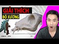 Giải thích Bộ Xương TITAN KHỔNG LỒ trong GxK (Reaction) |Bạn Có Biết?