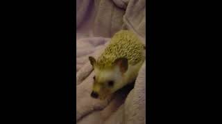 Happy hedgehog chirping