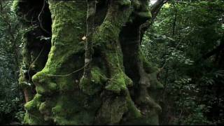 Rainforest: Beneath the Canopy Part 01