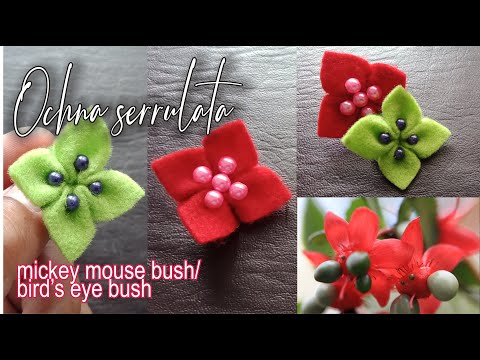 cara-membuat-kerajinan-tangan-dari-flanel--bros-bunga-ochna-serrulata---mickey-mouse/bird’s-eye-bush
