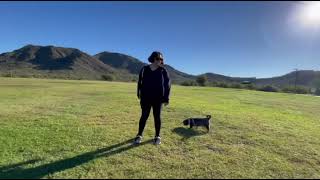 early morning walks with my dog today