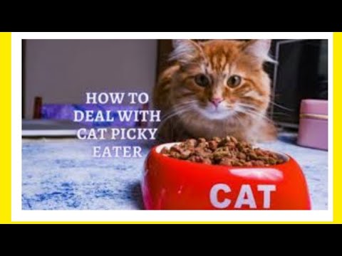 #TIPS ABOUT PICKY CAT - YouTube