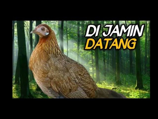 SAKTI!! suara pikat ayam hutan betina 2023 class=