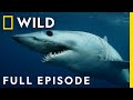 Hawaiian Night Fright (Full Episode) | When Sharks Attack