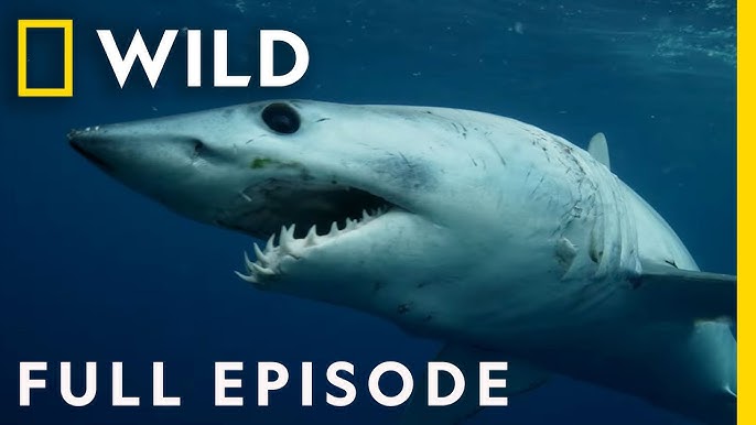 Shark Attack: California Coast Carnage (Full Episode)