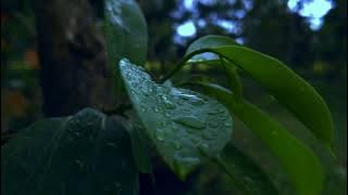 CINEMATIC ALAM | KEINDAHAN ALAM SEKITAR | NATURE AESTHETIC VIDEO | BACKGROUND MUSIC