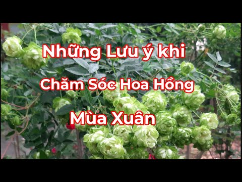 Video: Cách chăm sóc hoa hồng vào mùa xuân