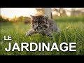 Le jardinage  parole de chat