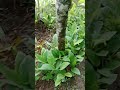 pohon kopi hutan#part1