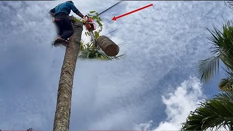 Cưa Cây Dừa Quá Cao Ngay Đường Dây Điện Quá Khó Cho Thợ Cưa 