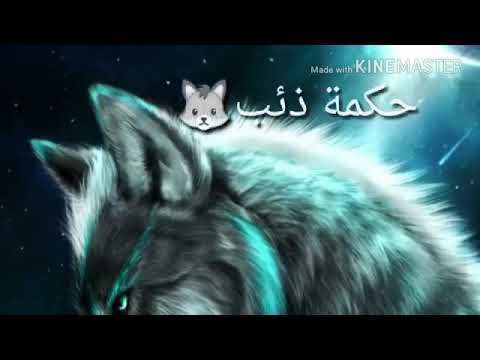 نغمه حزينه مع حكمة الذئب الى الثعلب